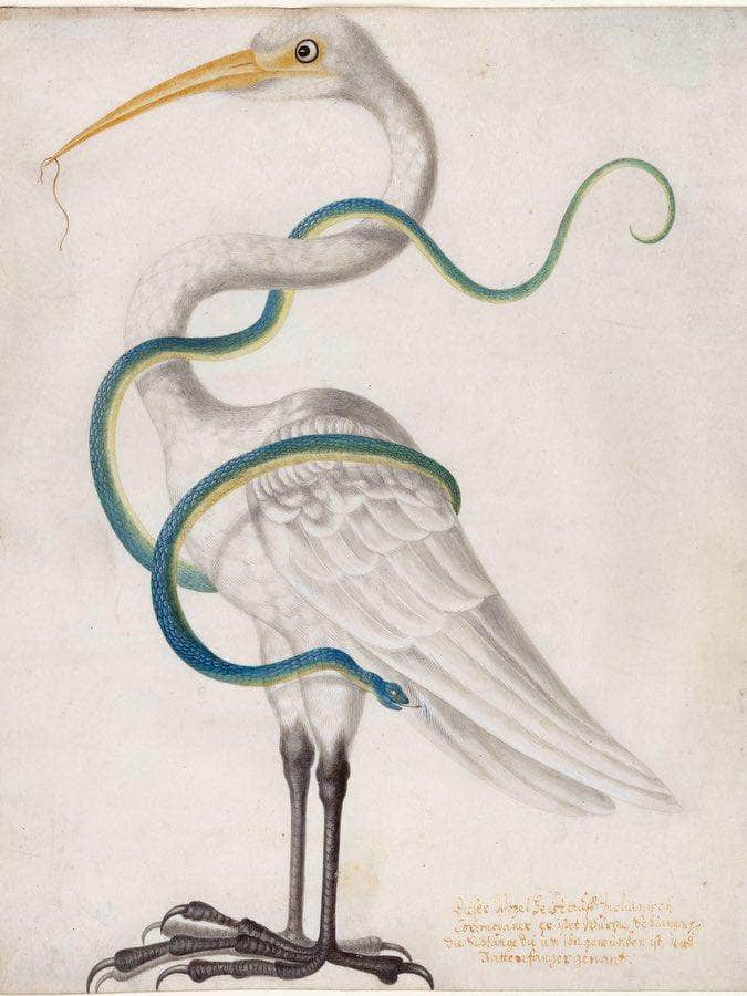 Heron Encircled By A Snake 1700 By Maria Sibylla Merian Fine Art Print