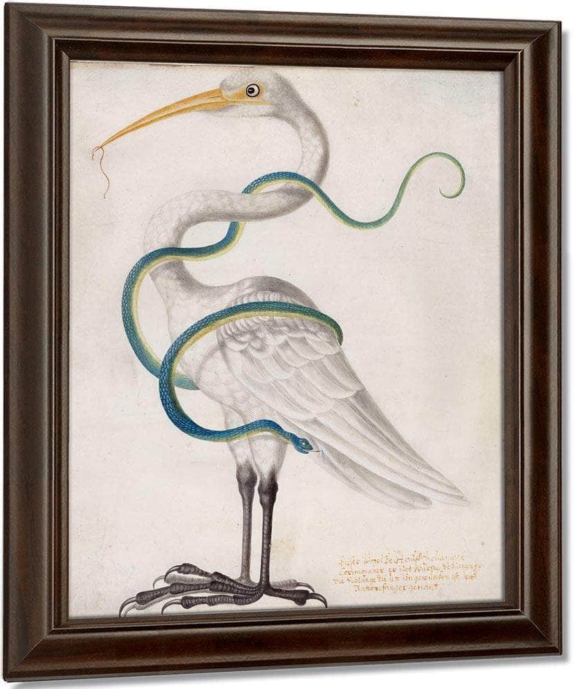 Heron Encircled By A Snake 1700 By Maria Sibylla Merian Fine Art Print