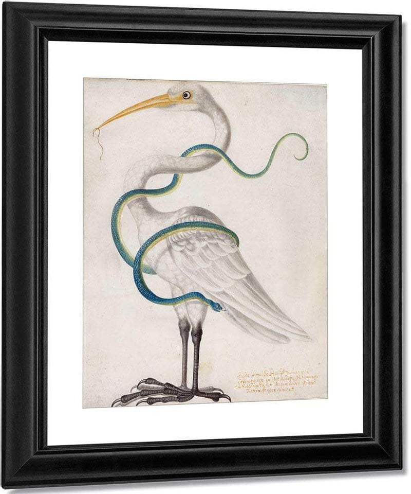 Heron Encircled By A Snake 1700 By Maria Sibylla Merian Fine Art Print