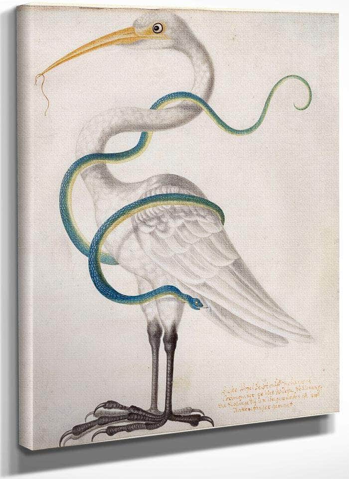 Heron Encircled By A Snake 1700 By Maria Sibylla Merian Fine Art Print