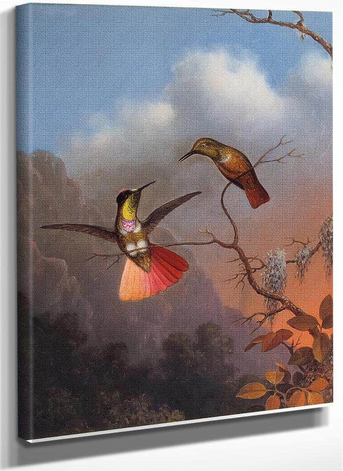 Hooded Visorbearer By Martin Johnson Heade Fine Art Print