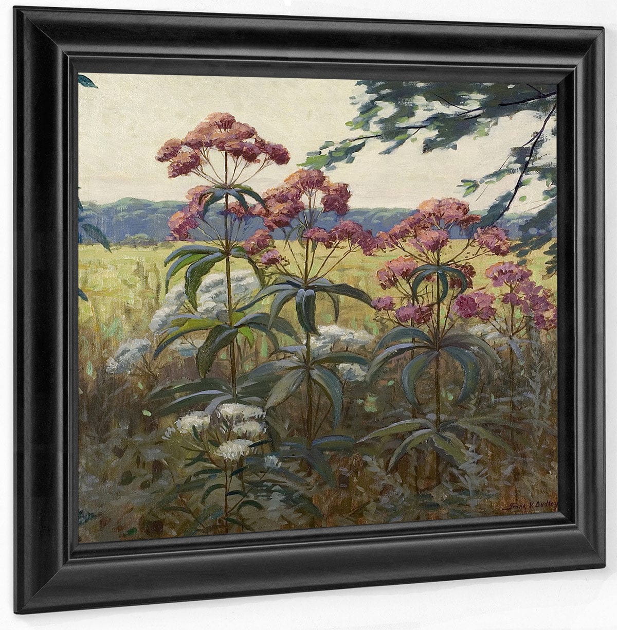 Joe Pye Weed & Boneset By Frank V. Dudley Fine Art Print