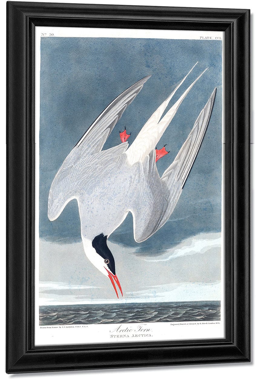 John James Audubon Arctic Tern 1838 By John James Audubon Fine Art Print