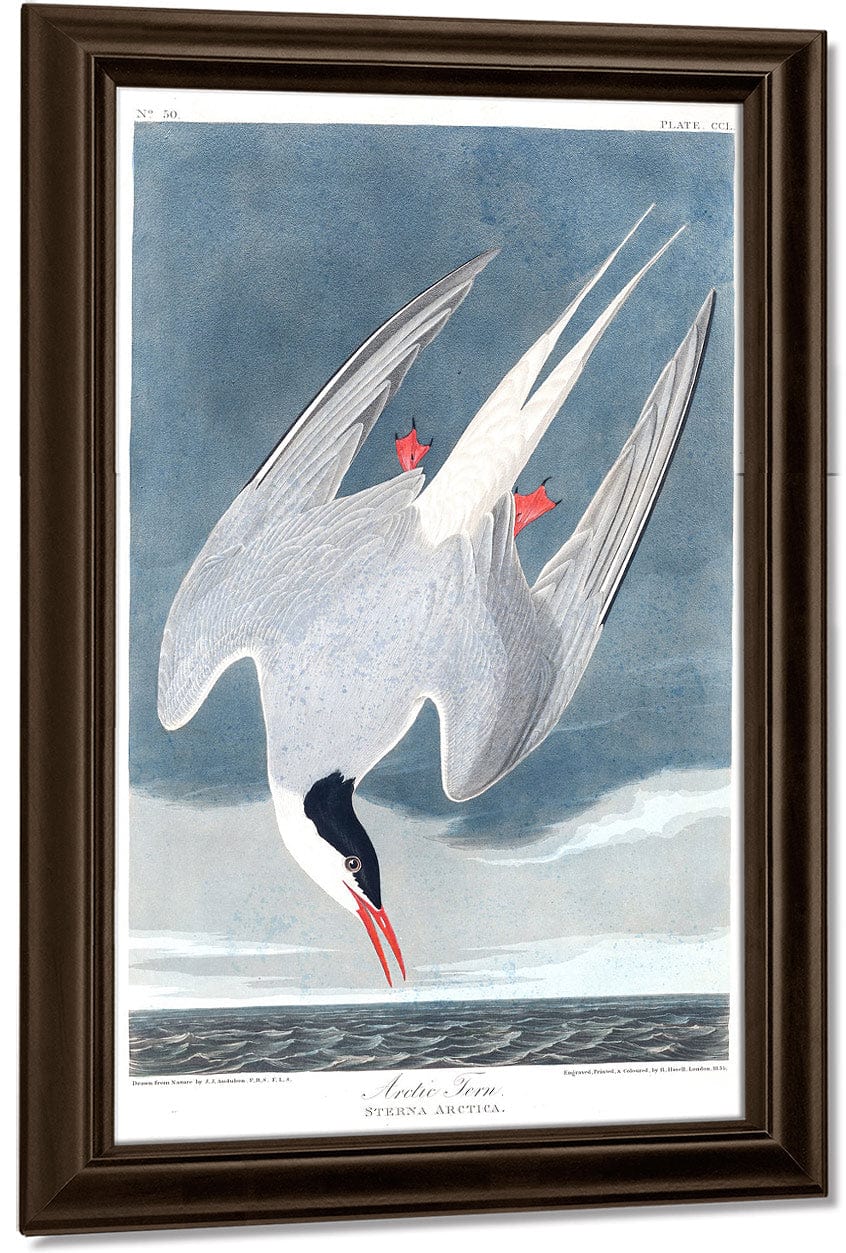 John James Audubon Arctic Tern 1838 By John James Audubon Fine Art Print
