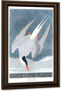 John James Audubon Arctic Tern 1838 By John James Audubon Fine Art Print