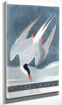 John James Audubon Arctic Tern 1838 By John James Audubon Fine Art Print