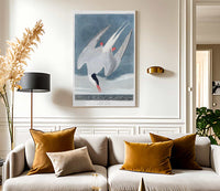 John James Audubon Arctic Tern 1838 By John James Audubon Fine Art Print