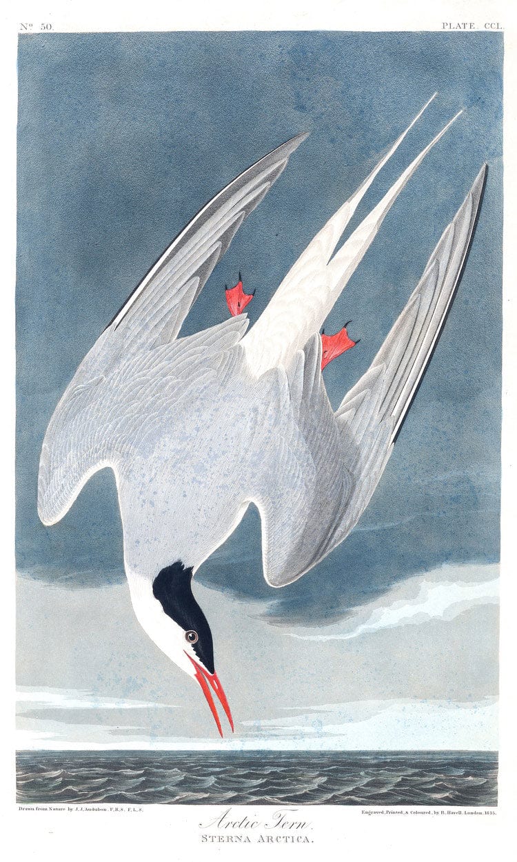 John James Audubon Arctic Tern 1838 By John James Audubon Fine Art Print