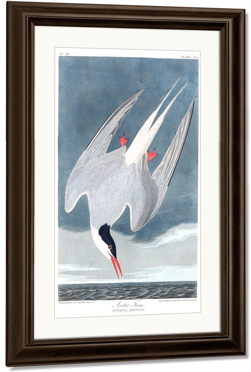 John James Audubon Arctic Tern 1838 By John James Audubon Fine Art Print