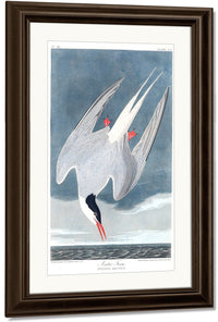 John James Audubon Arctic Tern 1838 By John James Audubon Fine Art Print