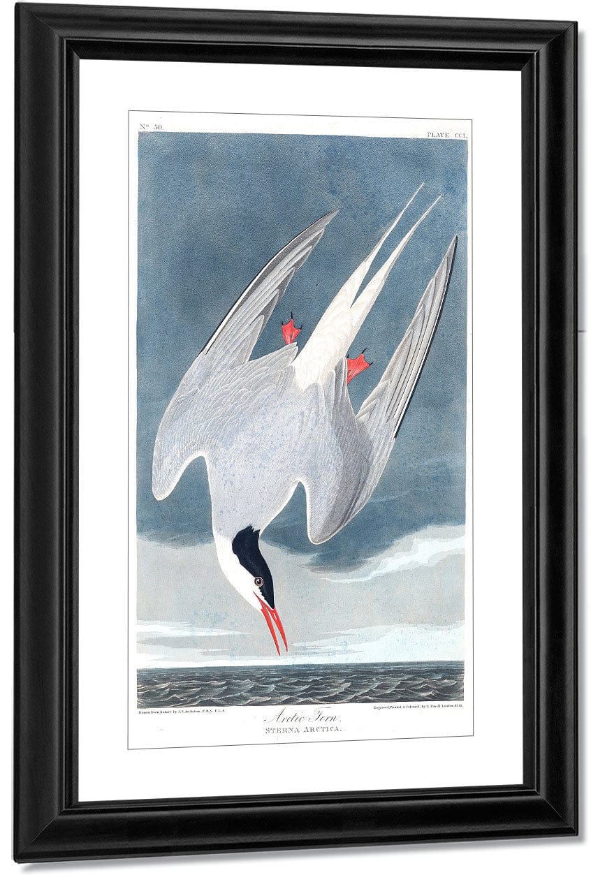 John James Audubon Arctic Tern 1838 By John James Audubon Fine Art Print