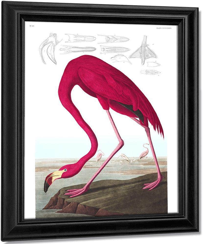 John James Audubon Arctic Tern Copy 1838 By John James Audubon Fine Art Print