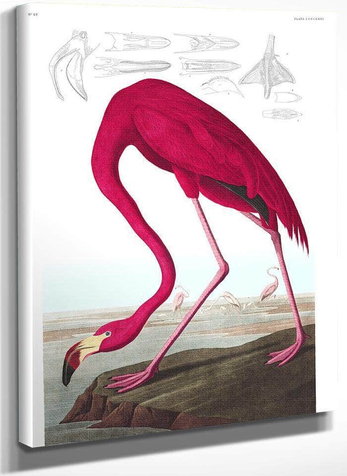 John James Audubon Arctic Tern Copy 1838 By John James Audubon Fine Art Print