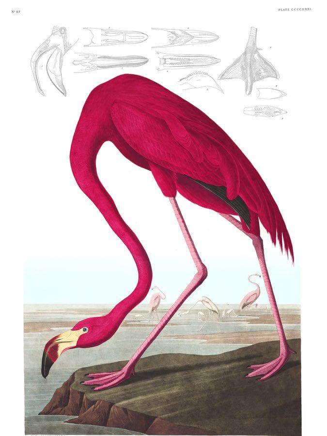 John James Audubon Arctic Tern Copy 1838 By John James Audubon Fine Art Print