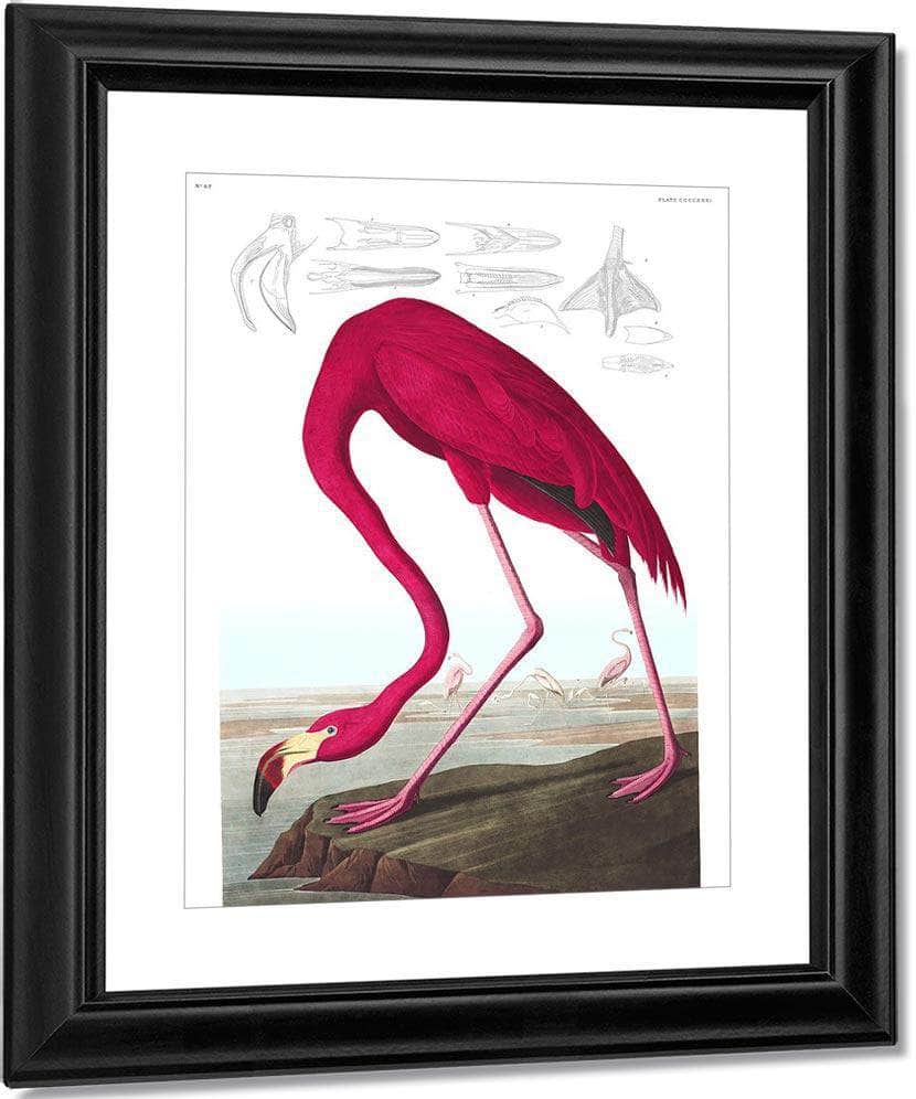 John James Audubon Arctic Tern Copy 1838 By John James Audubon Fine Art Print