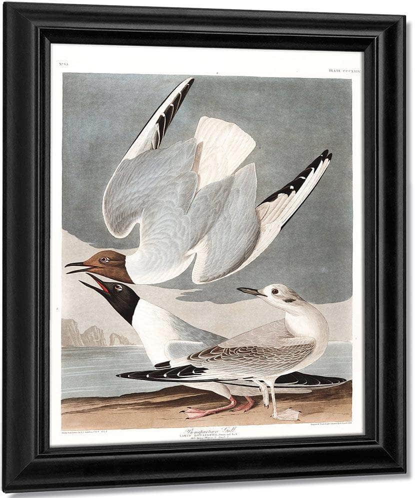 John James Audubon Arctic Tern Copy 2 1838 By John James Audubon Fine Art Print