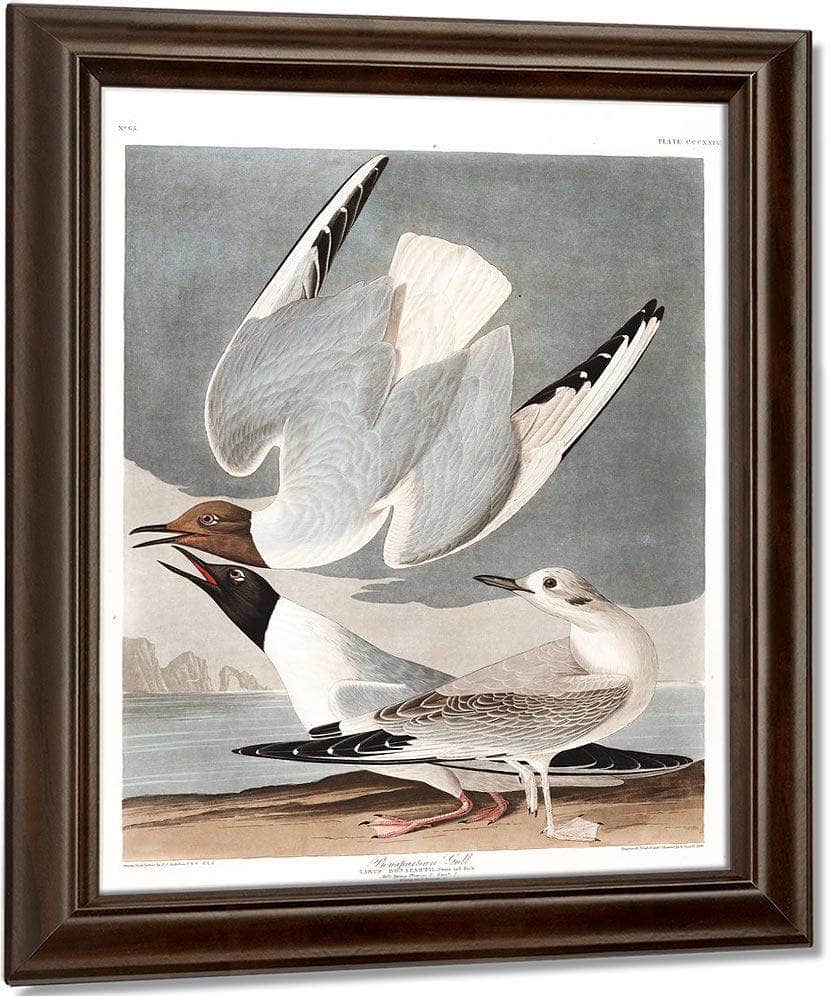 John James Audubon Arctic Tern Copy 2 1838 By John James Audubon Fine Art Print