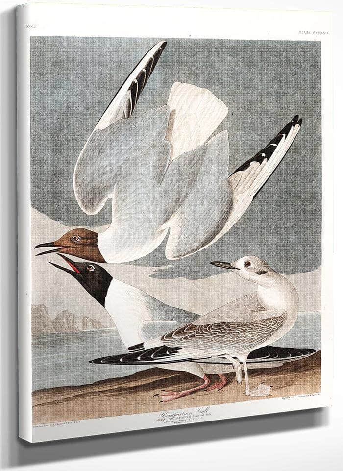John James Audubon Arctic Tern Copy 2 1838 By John James Audubon Fine Art Print