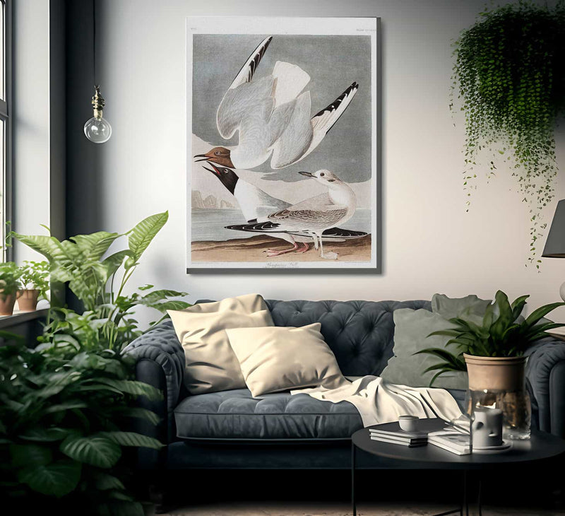 John James Audubon Arctic Tern Copy 2 1838 By John James Audubon Fine Art Print