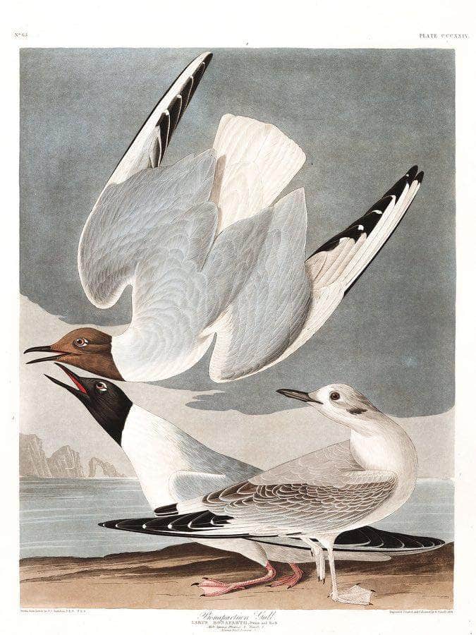 John James Audubon Arctic Tern Copy 2 1838 By John James Audubon Fine Art Print
