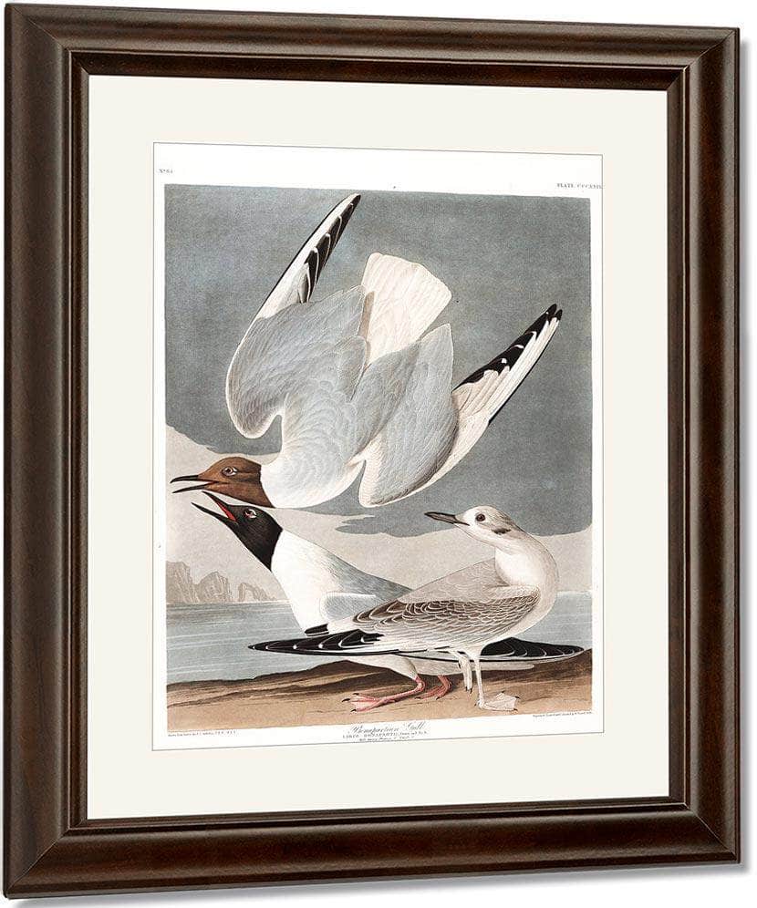 John James Audubon Arctic Tern Copy 2 1838 By John James Audubon Fine Art Print