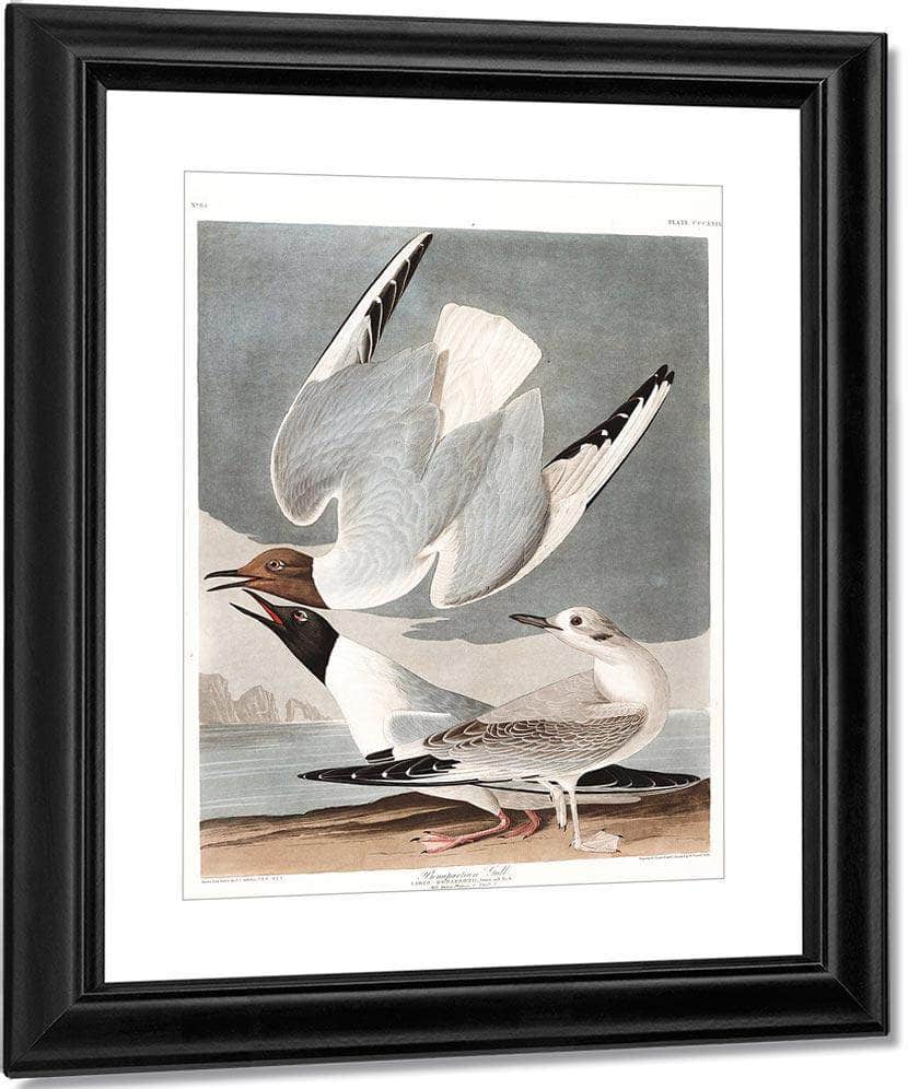 John James Audubon Arctic Tern Copy 2 1838 By John James Audubon Fine Art Print