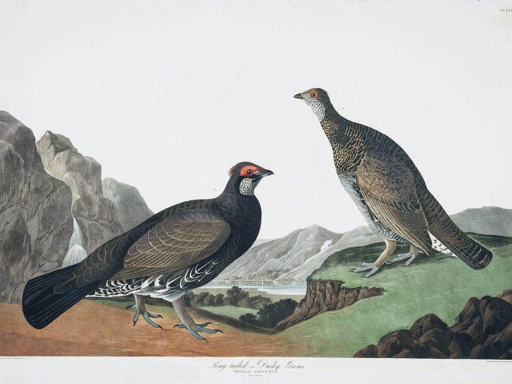 John James Audubon Arctic Tern Copy 4 1838 By John James Audubon Fine Art Print