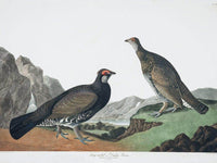 John James Audubon Arctic Tern Copy 4 1838 By John James Audubon Fine Art Print