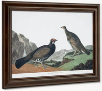 John James Audubon Arctic Tern Copy 4 1838 By John James Audubon Fine Art Print