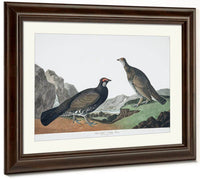 John James Audubon Arctic Tern Copy 4 1838 By John James Audubon Fine Art Print