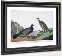 John James Audubon Arctic Tern Copy 4 1838 By John James Audubon Fine Art Print