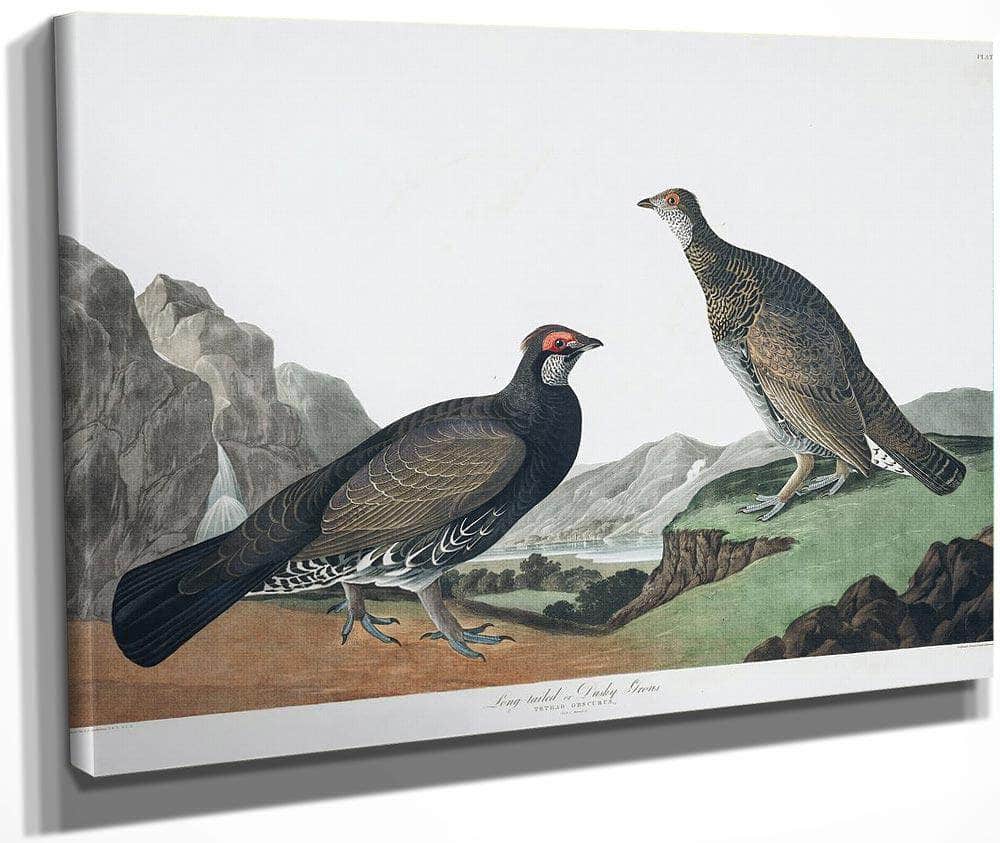 John James Audubon Arctic Tern Copy 4 1838 By John James Audubon Fine Art Print