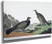 John James Audubon Arctic Tern Copy 4 1838 By John James Audubon Fine Art Print