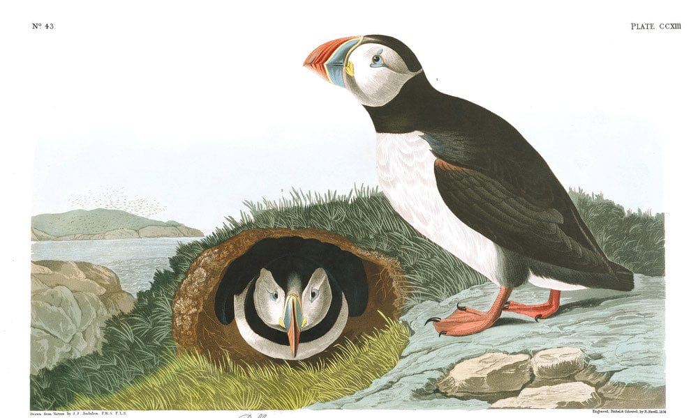 John James Audubon Arctic Tern Copy 5 1838 By John James Audubon Fine Art Print