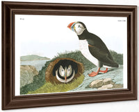John James Audubon Arctic Tern Copy 5 1838 By John James Audubon Fine Art Print