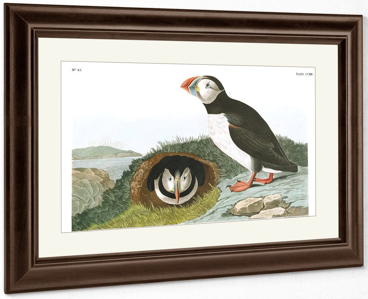 John James Audubon Arctic Tern Copy 5 1838 By John James Audubon Fine Art Print