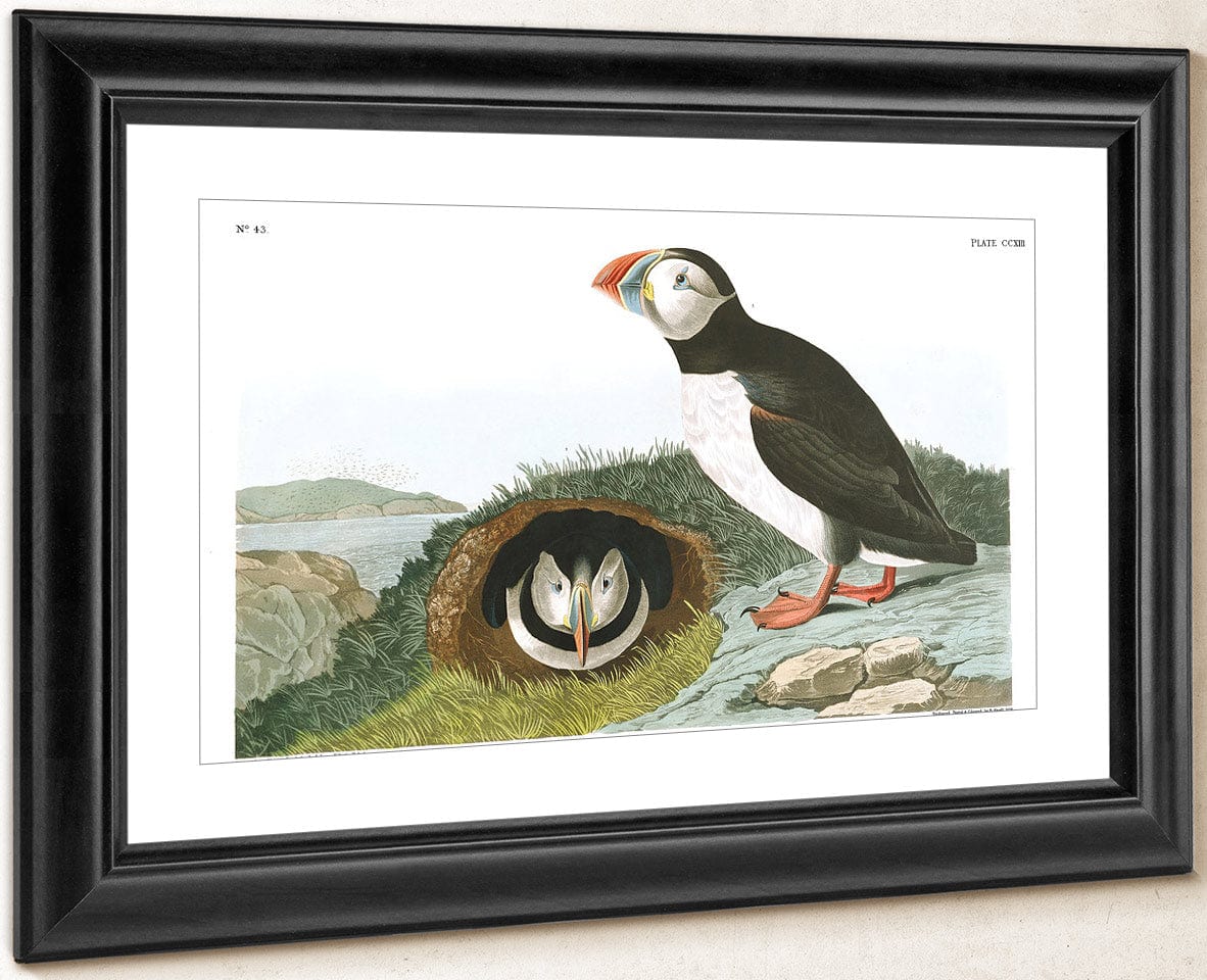 John James Audubon Arctic Tern Copy 5 1838 By John James Audubon Fine Art Print