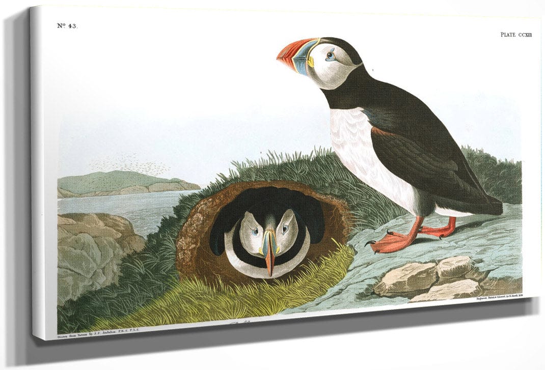 John James Audubon Arctic Tern Copy 5 1838 By John James Audubon Fine Art Print