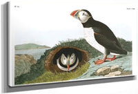 John James Audubon Arctic Tern Copy 5 1838 By John James Audubon Fine Art Print