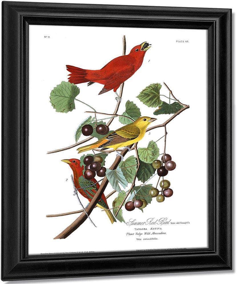 John James Audubon Arctic Tern Copy 7 1838 By John James Audubon Fine Art Print