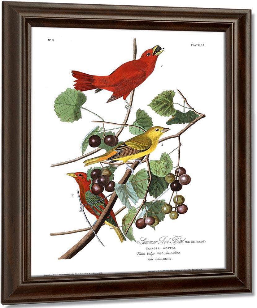 John James Audubon Arctic Tern Copy 7 1838 By John James Audubon Fine Art Print