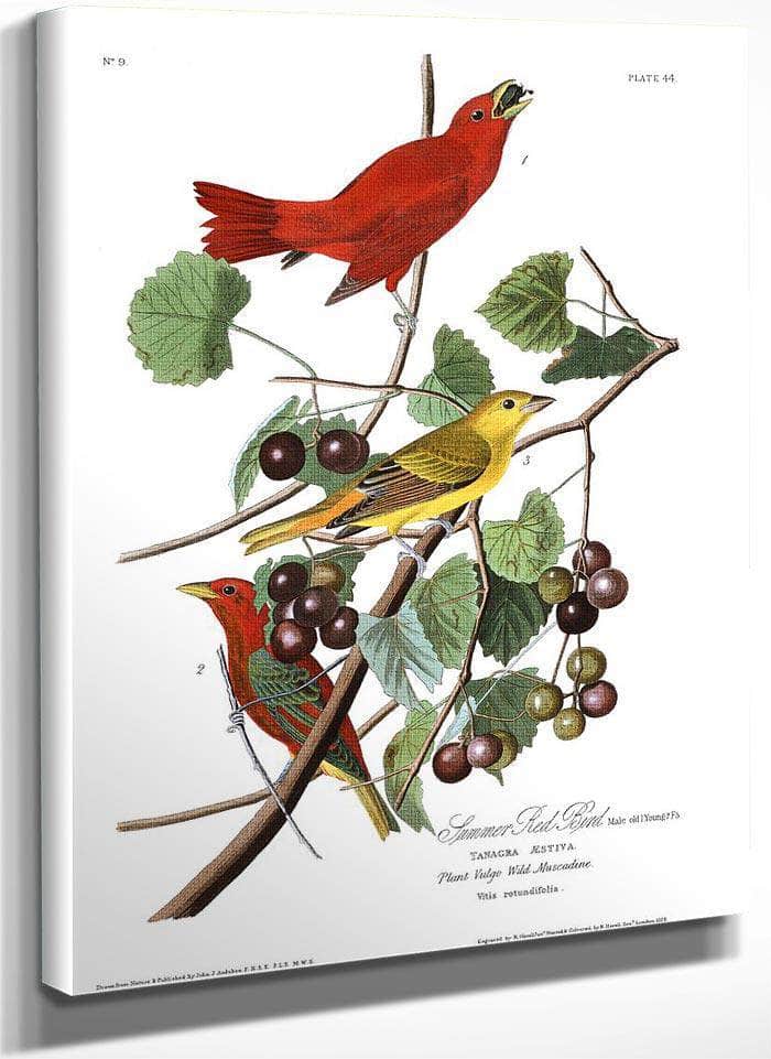 John James Audubon Arctic Tern Copy 7 1838 By John James Audubon Fine Art Print