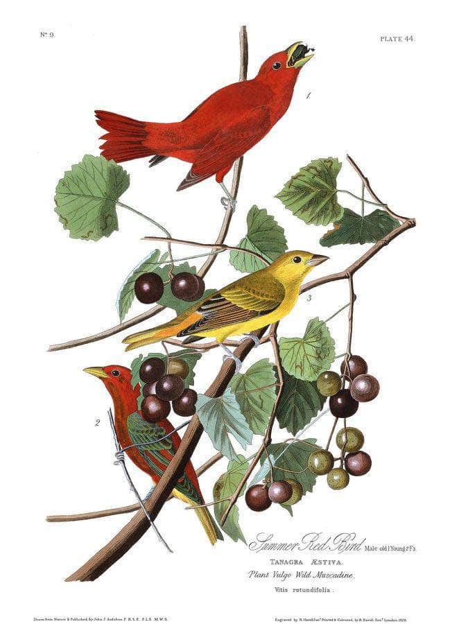 John James Audubon Arctic Tern Copy 7 1838 By John James Audubon Fine Art Print