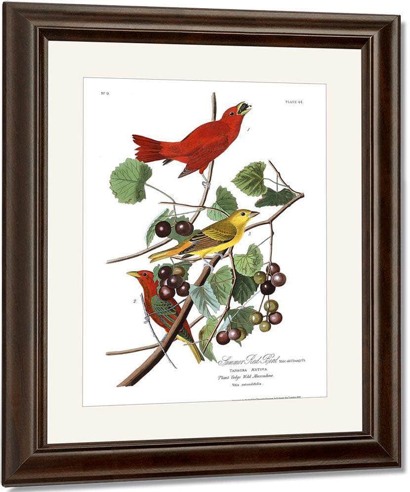 John James Audubon Arctic Tern Copy 7 1838 By John James Audubon Fine Art Print