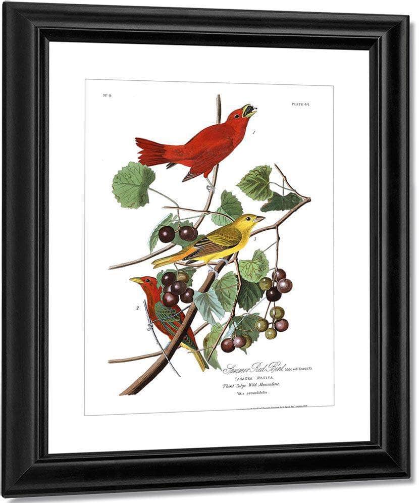 John James Audubon Arctic Tern Copy 7 1838 By John James Audubon Fine Art Print