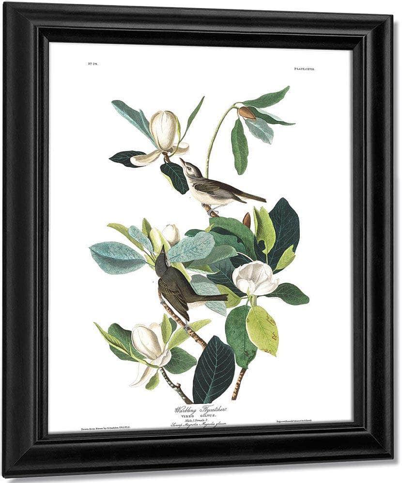 John James Audubon Arctic Tern Copy 8 1838 By John James Audubon Fine Art Print