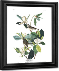 John James Audubon Arctic Tern Copy 8 1838 By John James Audubon Fine Art Print