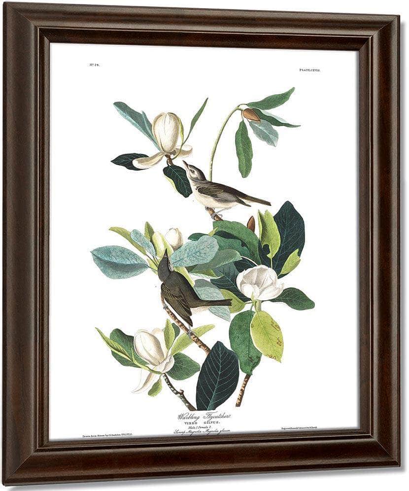 John James Audubon Arctic Tern Copy 8 1838 By John James Audubon Fine Art Print