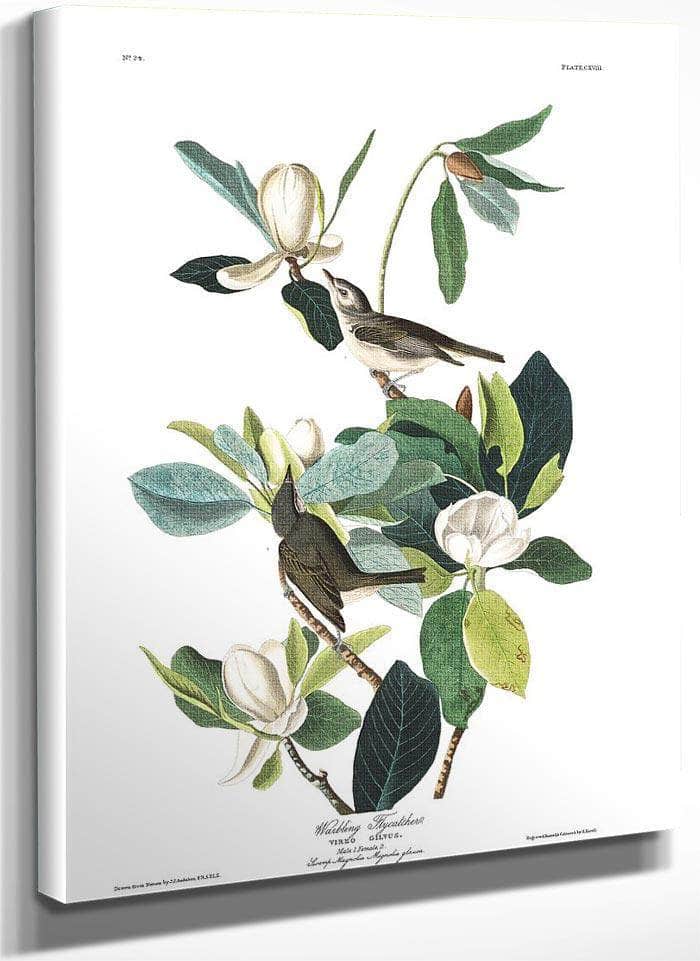 John James Audubon Arctic Tern Copy 8 1838 By John James Audubon Fine Art Print