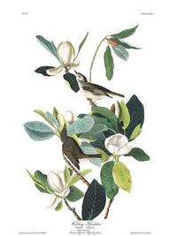 John James Audubon Arctic Tern Copy 8 1838 By John James Audubon Fine Art Print